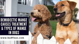 Demodectic Mange Causes Treatment amp Types Of Mange In Dogs [upl. by Ahseyk194]