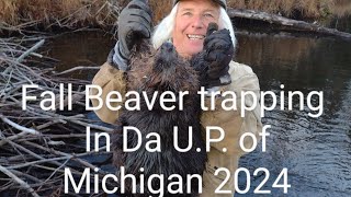 Fall Beaver trapping in da UP of Michigan 2024 [upl. by Fayre199]