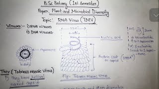 RNA Virus TMV Virus  Tobacco Mosaic Virus  BSc Botany Notes  Gauhati University [upl. by Carola]