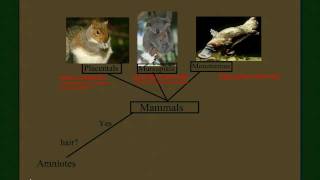 Vertebrate Diversity Mammals Part 2 the Subclasses [upl. by Forester]