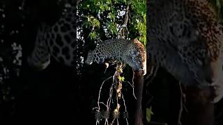 The cheetah which is jumping from the highest tree for hunting to corockdilewildlifebd [upl. by Faunie]