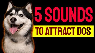 5 Sounds to ATTRACT DOGS Attention Make Dogs Go Crazy [upl. by Drofla704]