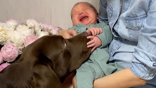 Cutest Labrador Thinks Baby is His Puppy [upl. by Daahsar195]