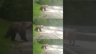 Dog Fights grizzly bear like and subscribe for more of Joe Rogans Algorithm joerogan jre Wild [upl. by Esinrahs]