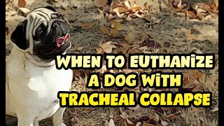 When to Euthanize a Dog with Tracheal Collapse [upl. by Dihsar]