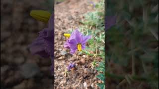 Solanum virginianum Solanaceae family nature trending garden forest gardeningforestsflower [upl. by Yrrad]