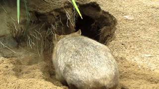 Wombat burrowing  Australia Zoo QLD [upl. by Aurelia687]