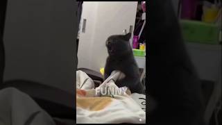 Funny cats top funnyvideo funny cats [upl. by Ahsinrad]