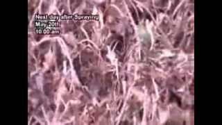 Video  Eradication of Eichornia using herbal reagent Phytocide [upl. by Eterg]