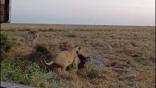 Rongai Subadult Lions on wildebeest Kill  Masaimara  23 July 2024 [upl. by Sille]