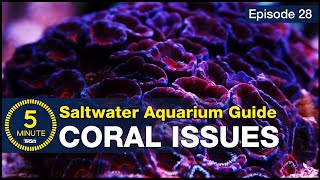 Are your corals dying The four causes and solutions for saving your corals and reef tank [upl. by Ahsram]