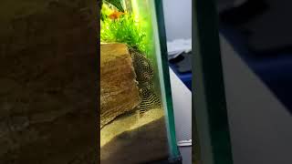 KING TIGER Pleco L 066 HYPANCISTRUSSP [upl. by Richman]