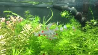 Bloodfin Tetras [upl. by Amandie973]