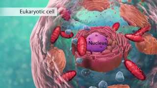 Biology Cell Structure I Nucleus Medical Media [upl. by Sardella]