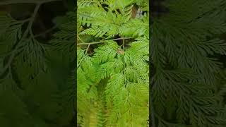 Davallia Fejeensis Rabbits Foot Fern shorts [upl. by Hairim]