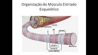 Fisiologia do Músculo Estriado Esquelético [upl. by Sukram]