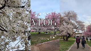 🤩 Visiting Cherry Blossom for the first time  Holi celebration  USA [upl. by Ynahpets]