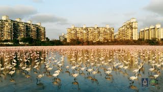 Thane Creek Flamingo Sanctuary The Fascinating World of Flamingos [upl. by Aneema]