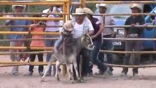 jaripeo de fiesta patronal san lorenzo mpio villa hgo niño de 2 alos monta videos rcmtv [upl. by Ranip]