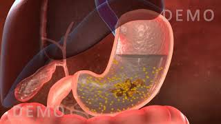 THE HUMAN DIGESTIVE SYSTEM OESOPHAGUS AND STOMACH v02 [upl. by Nedda]