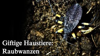 Giftige Haustiere Raubwanzen Eier und Jungtiere [upl. by Latimer]