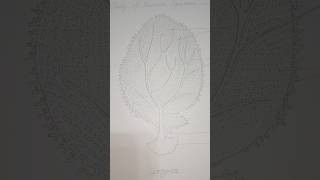 Gorgonia  How to draw gorgonia diagram shortsyoutubeshortsshortviralvideoyoutubeytshortsart [upl. by Northrup]