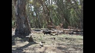 Day 9  Walking Wilpena Pound [upl. by Etterb]