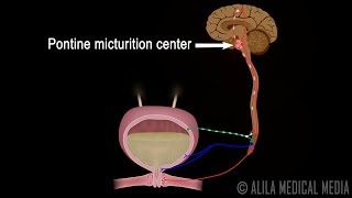 Micturition Reflex  Neural Control of Urination Animation Video [upl. by Cyndy]