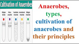 Microbiology Anaerobes types cultivation of anaerobes and their principles B Pharma 3rd Sem [upl. by Rector31]