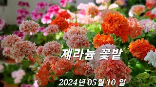 제라늄 꽃밭 영상 2024년 05월 10 일 [upl. by Drwde745]