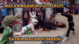 Buron Alas Macan Ngamuk Bantengan Satria Macan Kumbang [upl. by Zelma]