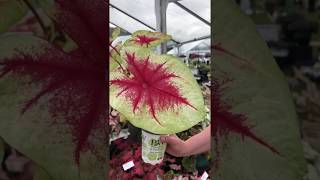 Gardening Tip  Caladium [upl. by Cutcheon]