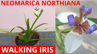 How to grow walking iris neomarica northiana Part 1 [upl. by Nerrag]