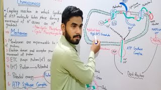 Chemiosmosis In Chloroplast During Photosynthesis In Details In Urdu Hindi By Haider Ali [upl. by Akienom]