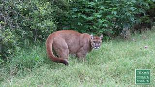 Mountain Lions of Texas  Tips from a Wildlife Biologist [upl. by Rick]