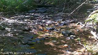 Female Baltimore oriole getting a drink on Wildlife Cam 1 7102024 [upl. by Pavior]