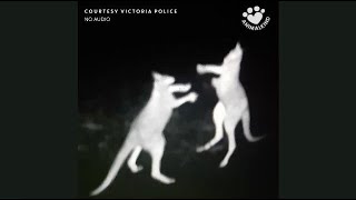 Fighting kangaroos caught on camera [upl. by Eanrahs]