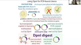 DpnI digest in PCRbased molecular cloning [upl. by Boehmer]