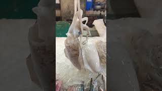 Seafood buy pusit freshseafood trending youtubeshorts short [upl. by Ecurb288]