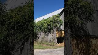 Old barn in Fancy Farm Kentucky countrysidebeauty [upl. by Rosalba131]