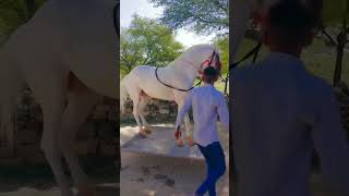 Horse dance Laawaris songs band music song [upl. by Narhet]