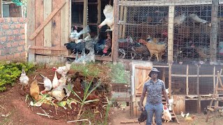 Sustainable Chicken Farming 101 Your Ultimate SelfSufficiency Guide [upl. by Htebirol]