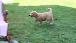 Goldendoodle Puppies for Sale [upl. by Latisha]