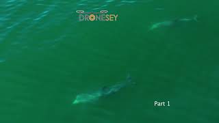 Bottlenose Dolphins Interaction Part 1 [upl. by Gregoire]