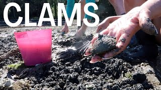 Catch and Cook Giant Butter Clams in Washington [upl. by Ainuj]