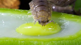 Isopods Eat Green Beans [upl. by Reine]