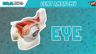 Special Senses  Eye Anatomy with Extraocular Muscles  Model [upl. by Jemmy]