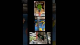 Yellow Side amp Green Cheek Conure Pineapple Conure Crimson Bellied Conure conure parrot parrots [upl. by Ayortal99]