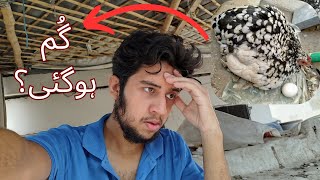 Molted bentum kaha gum hogai 😱😱  Aseel Setup [upl. by Gleich]