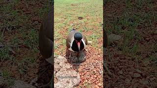 टिट्टिभ  विकिपीडिया  Red wattled lapwing Nest  birdsnest birds [upl. by Aivatan]